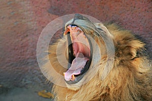 Lion mouth