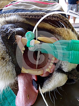 Lion mouth while under Gas anesthesia for surgical procedure showing canines and incisors