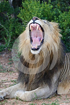 Lion with Mouth Open Showing Teeth