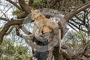 Lion napping after a big meal