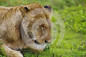 Lion napping in the rain, Ngorogoro Crater