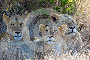 Lion in National park of Kenya