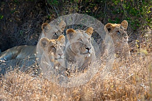 Lion in National park of Kenya