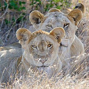 Lion in National park of Kenya