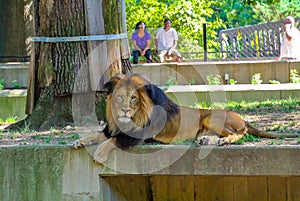 Lion at National Zoo