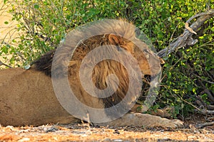 Lion in natural habitat in Etosha National Park in Namibia