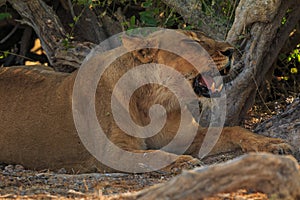 Lion in natural habitat in Etosha National Park in Namibia