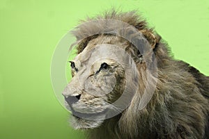 Lion at the Natural History Museum