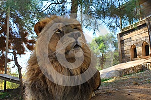 Lion in the nature, Antalya, Turkey