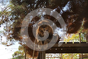 Lion in the nature, Antalya, Turkey