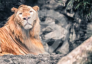 the lion in the nature