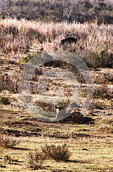 A Lion near wildebeest on the hunt