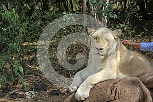 Lion needs Tender, Loving, Care. On a lion walk in Mauritius wildlife park