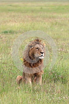 Lion in Ngorongoro