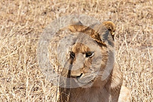 Lion in Ngorongoro Crater, Tanzania, Africa