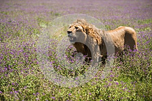 Lion at Ngorongoro crater, Tanzania, Africa