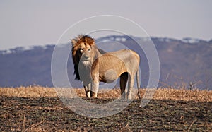 Lion In Ngorongoro N.P.