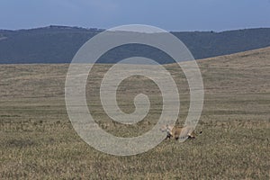 Lion at Ngorongoro National Park, Tanzania.