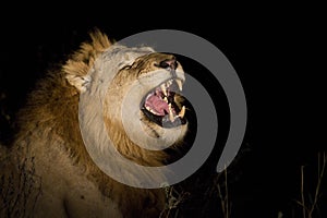 Lion at night