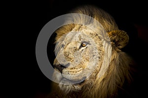 Lion in the night, in Kruger National park, South Africa