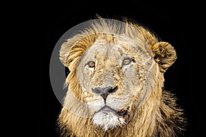 Lion in the night, in Kruger National park, South Africa