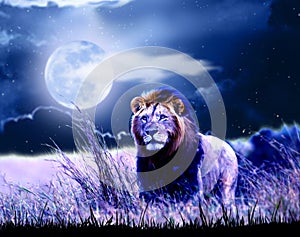 Lion at Night