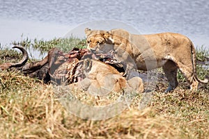 Lion - Okavango Delta - Moremi N.P. photo
