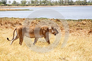 Lion - Okavango Delta - Moremi N.P. photo