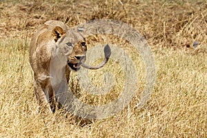 Lion - Okavango Delta - Moremi N.P. photo