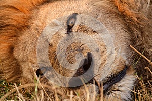 Lion - Okavango Delta - Moremi N.P. photo