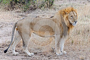 Lion in Ol Kinyei, Masai Mara