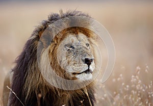 Beautiful Portrait of a lion, Masai Mara