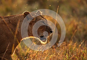 Lioness in backlit light during sunset