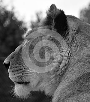 Lion is one of the four big cats in the genus Panthera