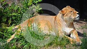 Lion is one of the four big cats in the genus Panthera, and a member of the family Felidae