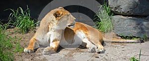 Lion is one of the four big cats in the genus Panthera, and a member of the family Felidae
