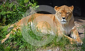 Lion is one of the four big cats in the genus Panthera, and a member of the family Felidae