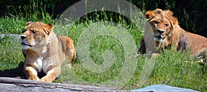 Lion is one of the four big cats in the genus Panthera, and a member of the family Felidae