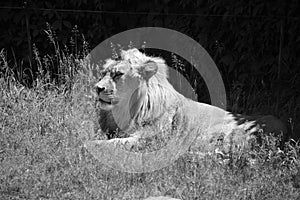 Lion is one of the four big cats in the genus Panthera, and a member of the family Felidae
