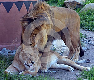 Lion is one of the four big cats in the genus Panthera, and a member of the family Felidae.