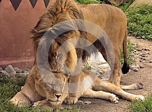 Lion is one of the four big cats in the genus Panthera, and a member of the family Felidae.