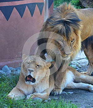 Lion is one of the four big cats in the genus Panthera, and a member of the family Felidae.