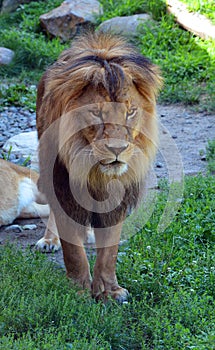 Lion is one of the four big cats in the genus Panthera, and a member of the family Felidae.