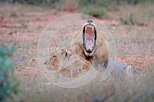 Lion with open muzzle. Portrait of pair of African lions, Panthera leo, detail of big animals, Kruger National Park South Africa.