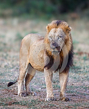 Lion in the open savanna of the Kruger National Park