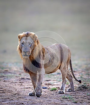 Lion in the open savanna of the Kruger National Park