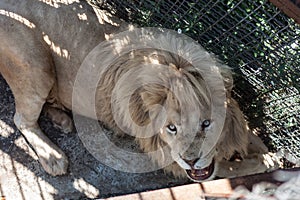 the lion opened its mouth and showed its teeth photo