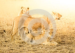 Lion pack in natural habitat of african savanna, Ngorongoro Conservation Area, Tanzania, Africa