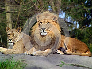 Lion pair
