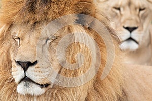 Lion pair